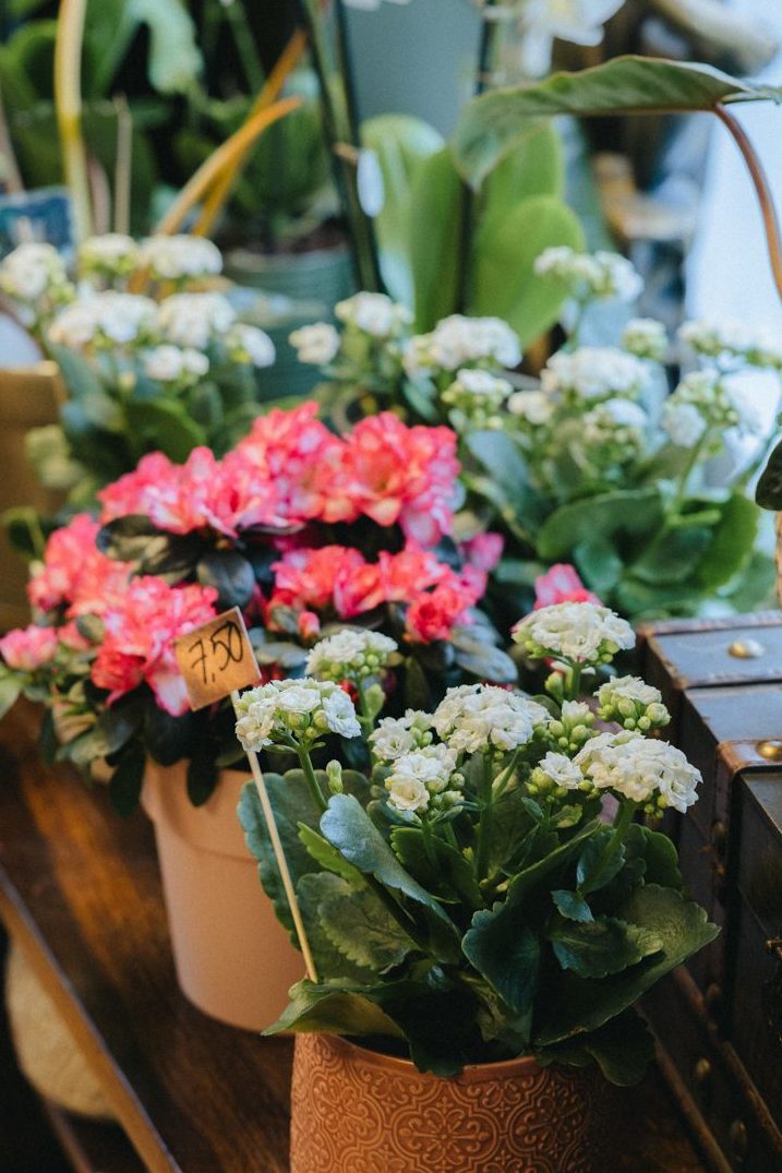 Kukkakauppa Vanha roosa